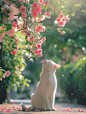 阳光下的小猫，和花儿的温柔时光