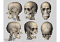 迈克尔汉普顿人体结构-头骨
