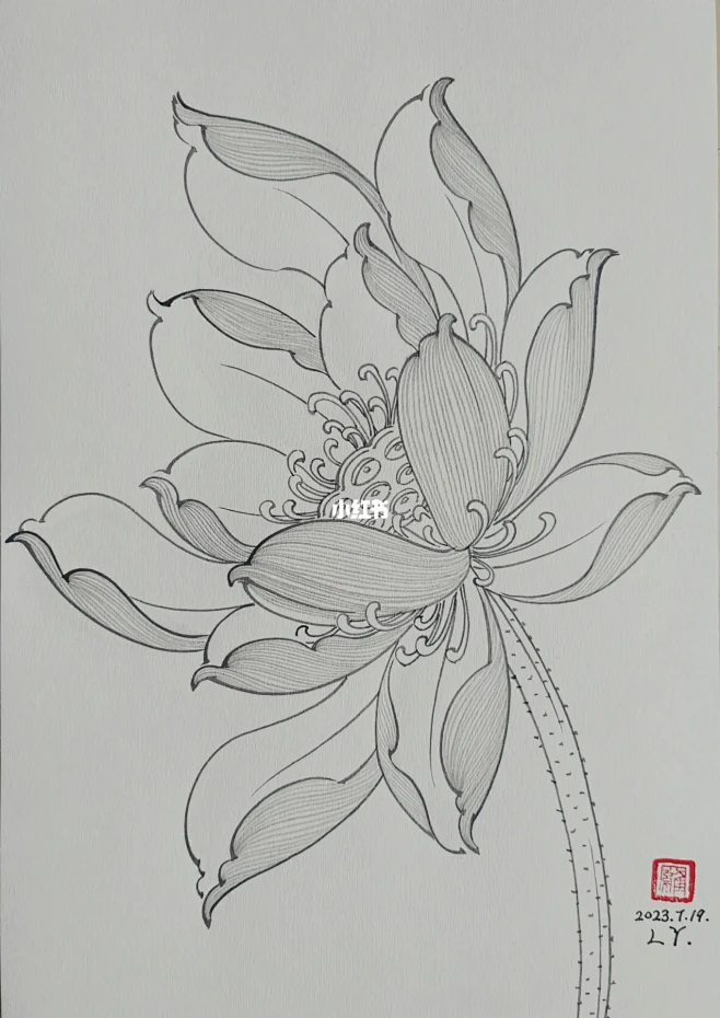 妖十三‖老罗国画:荷花白描No.18