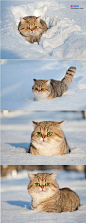 雪中的胖货_有猫狗