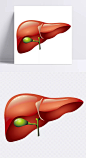 肝 肝,器官,肝脏,人体肝脏,卡通肝脏,卡通元素,手绘 卡通_2651539215