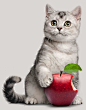 podopod_mycat_for_apple_iphone_6_cat