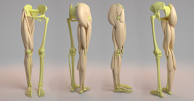 Leg Anatomy, Aleksan...