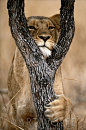 Africa | Lioness, Kruger National Park, South Africa