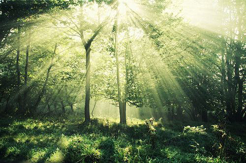 幽静的森林 森系意境唯美图片 — 风景图...