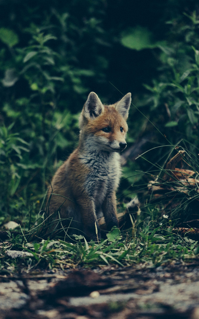 Photograph Baby Fox ...