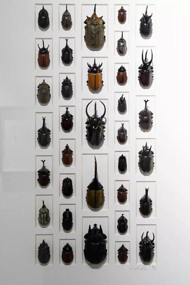 广州昆虫艺术展，全是你没见过的