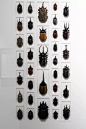 广州昆虫艺术展，全是你没见过的