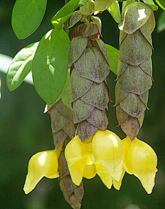 尹伊伊采集到花