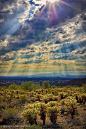 Sun Rays Shower on Joshua Trees in Sonoran Desert, Scottsdale Arizona © Ben Elliott