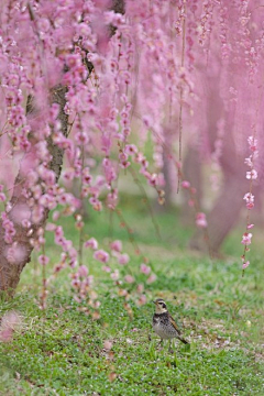 绿水红花采集到那满园春色......