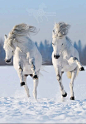 White horses. Everything comes in pairs. Marco and Ceila, Widget and Poppet, Alexander and Hector