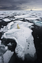 de-preciated:

Ole Jorgen Liodden captured this stranded polar bear around the islands of Svalbard in northern Norway Source
