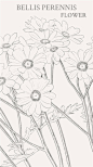 雏菊（学名：Bellis perennis L.），又名马头兰花、延命菊，春菊、太阳菊等。是菊科植物的一种，多年生草本植物。高10厘米左右。雏菊的花语是——隐藏在心中的爱
象缪塞的诗里写的一样
“我爱着，什么也不说；
…