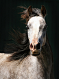 Arabian Horse Arabian Horse Show - Western Competition Egyptian Stallion Breeding