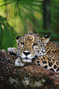 #@灵感图匠#Jaguar - Belize 