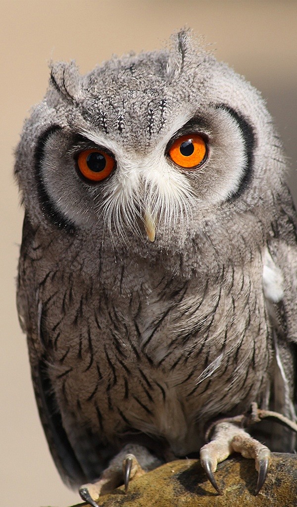 Otus Scops Owl