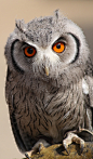 Otus Scops Owl