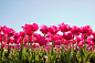 Photograph Tulips in Bloom! by Eddie K on 500px