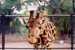 MiuMiu24采集到长颈鹿