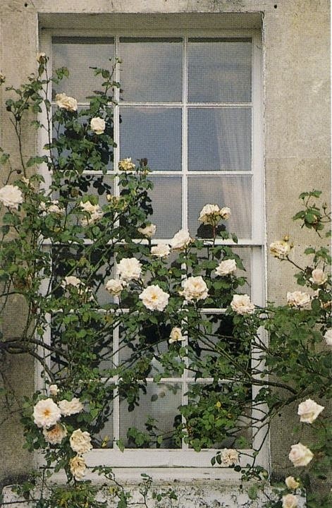 白玫瑰，玫瑰窗和房屋的窗户