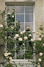  白玫瑰，玫瑰窗和房屋的窗户