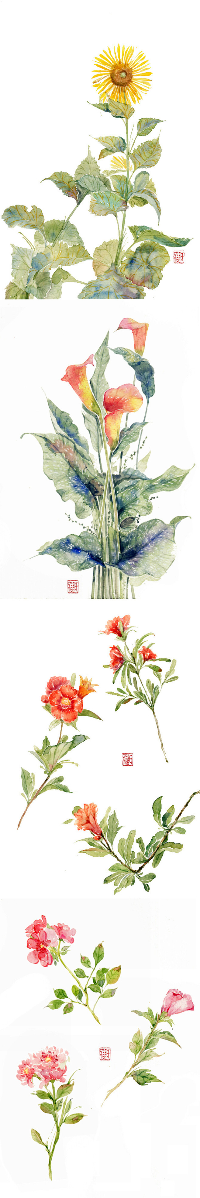 花卉九种-不语氏_水彩,花卉,插画_涂鸦...