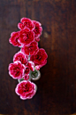Mini carnations are very sweet and fun to use in bouquets I especially enjoy the two tone colors.