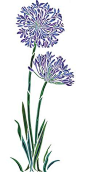 Agapanthus Stencil African Lily Flower Stencil