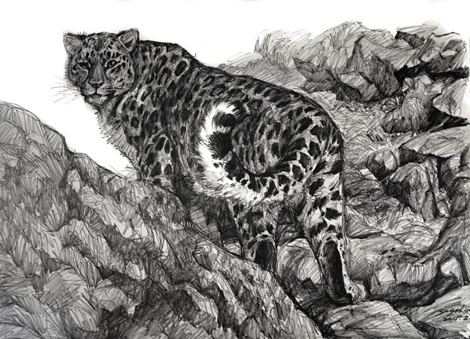 Amur Leopard-狮鸢SONNY...