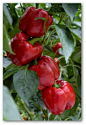 Growing peppers.  Peppers hate nitrogen/commercial fertilizer. Wait until plants flower before fertilizing. Then spray leaves with 1 tsp of Epsom salt to 1qt of water (peppers need Magnesium to set fruit).  Peppers also enjoy small amounts of potassium (w