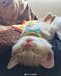 岛国推特上的网红曼基康猫-Miru，刚刚2个月大一点，一只大写的小天使~#日本新鲜事# ​​​​