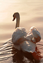 mjime:

cisne