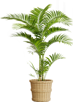 kZzYvHor采集到植物png