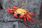 Galapagos Crab by SanibelRoo on deviantART
