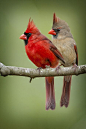 Mr. And Mrs. Northern Cardinal