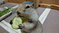 Too Cute Squirrel Eats Cucumber - Video