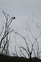 Silhouette of a bird perched on a branch photo by Annie Spratt (@anniespratt) on Unsplash