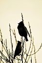 flowerling:

Waxwing Silhouettes by 1963chris on Flickr.
