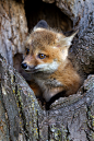 Red fox baby (by debbie_dicarlo)