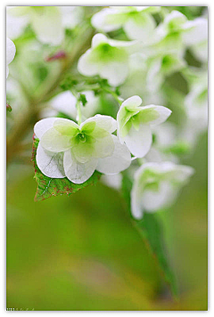 感觉有些不对采集到闲野疏影【花草】