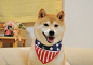 its #doge a scarf - but it looks like a flag?? @@