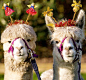 spitywhiteface:

Crhistmas is almost here !!!!
800 abonnés aujourd’hui, YOUHOU !!!!!


Merry Christmas @msexplorer and @incorrigible-heliotrope! Llama ladies looking lovely!