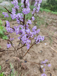 蝉知雪（简若明）采集到花鸟鱼虫-花