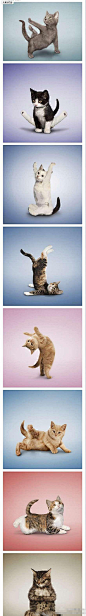 可爱猫咪做瑜伽，哪个萌到你了？