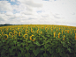 yellow sunflower in bloom plantation