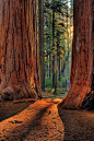 加州红杉国家公园，美国。
Sequoia National Park - California, United States.