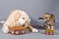 Dog and cat eating by 135pixels Eduardo Gonzalez on 500px