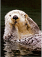 Otters are adorable!! | I <3 Animals!