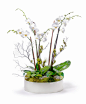 orchid arrangements - Google Search